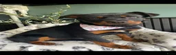 Rottweiler dogs for sale: Rehoming Rottweiler  - Advert 2