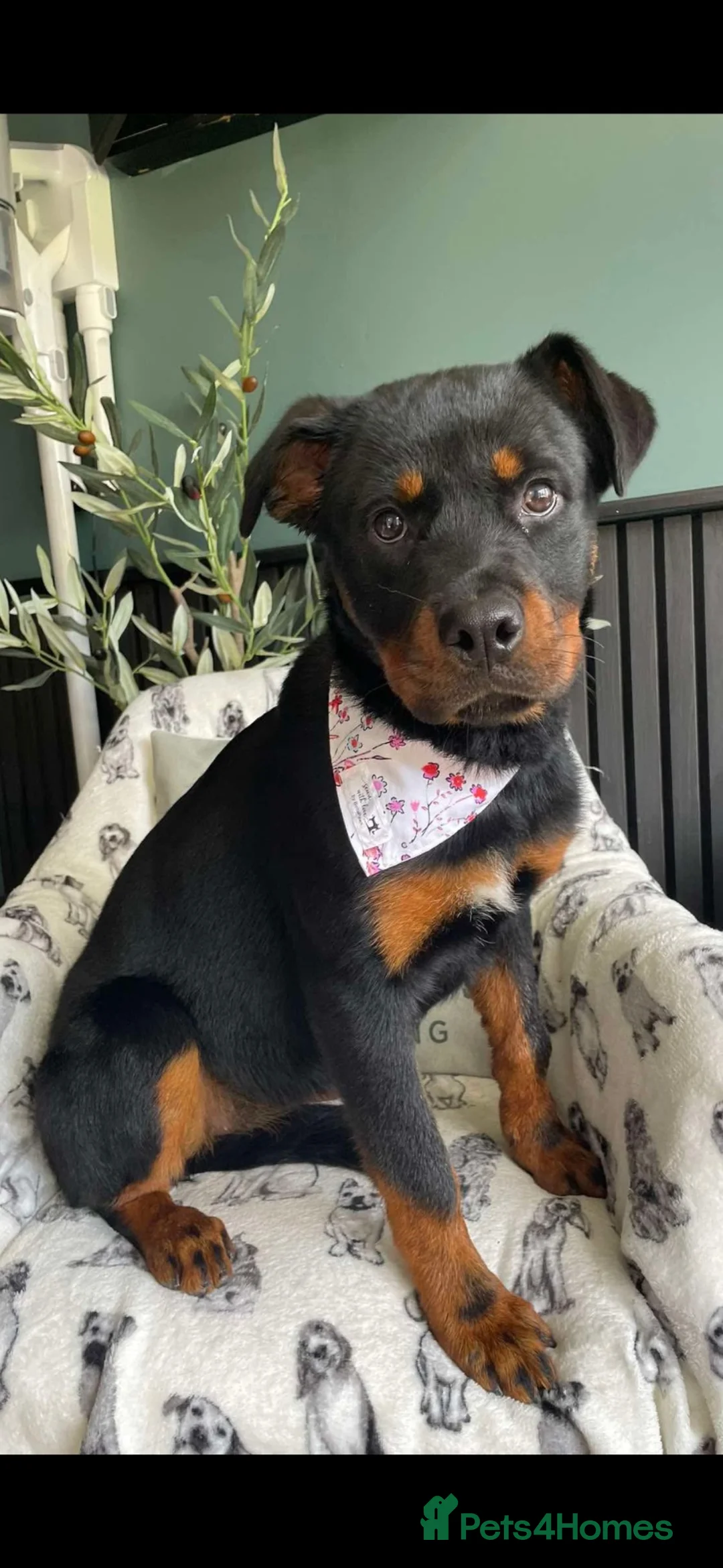 Rottweiler dogs for sale: Rehoming Rottweiler  - Advert 2