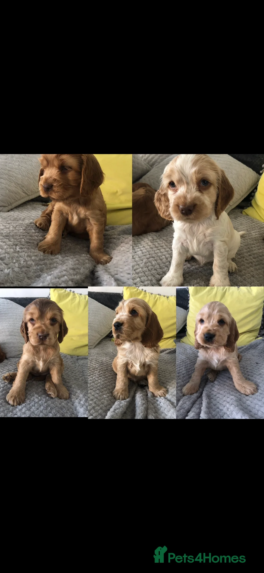 Cocker Spaniel dogs for stud: Extensively Health Tested Show Cocker Spaniel  in Leicester - Advert 11