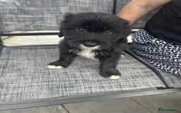 Mixed Breed dogs for sale: Cockerpoo x bordercollie puppies - Image 11