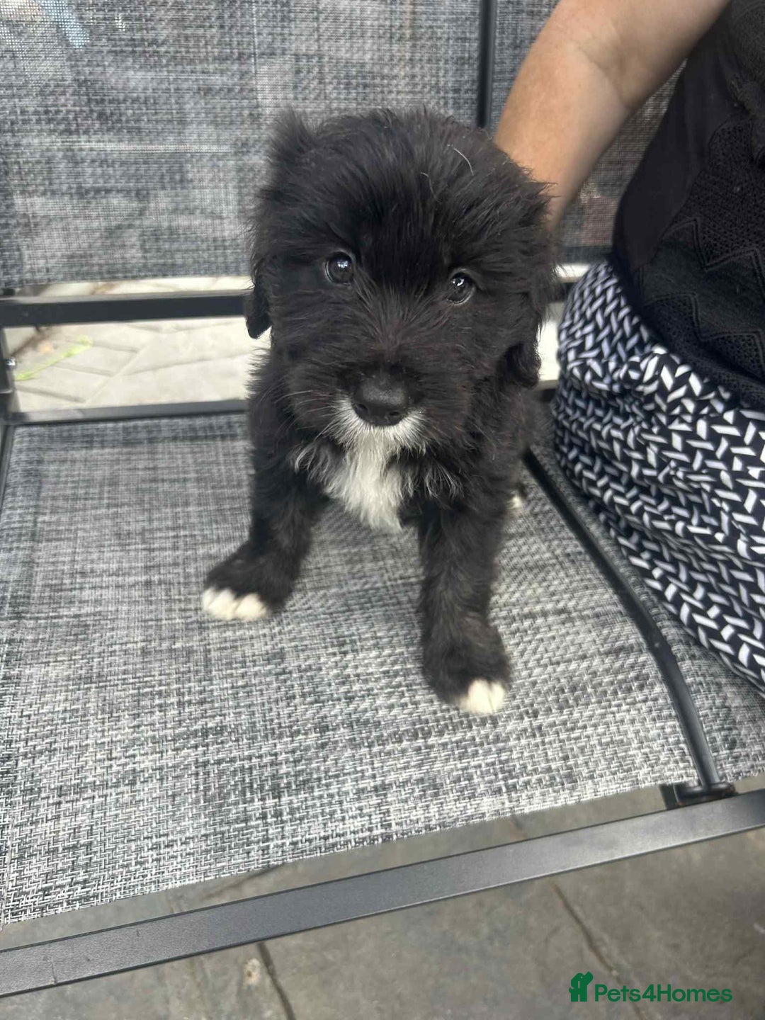 Mixed Breed dogs for sale: Cockerpoo x bordercollie puppies - Image 11
