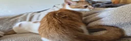 Mixed Breed cats for sale: Lovely playful kittens - Advert 14