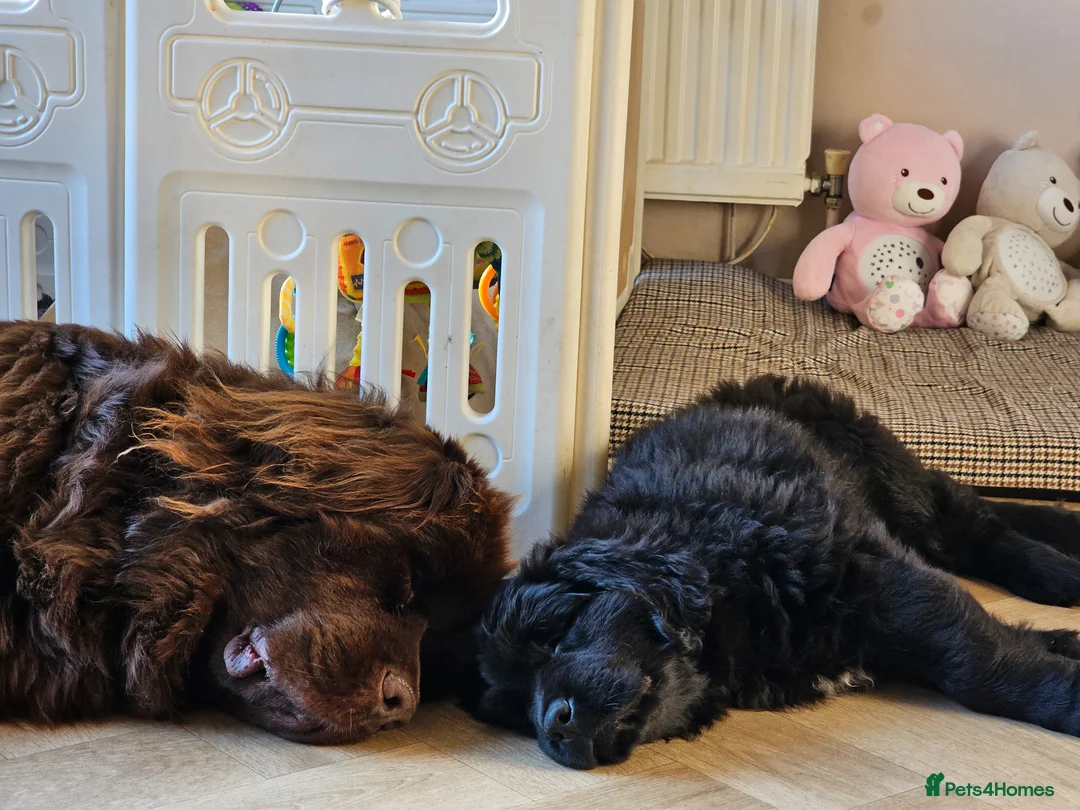 Newfoundland dogs for sale: Beautiful Newfoundland puppies  - Advert 2