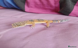 Leopard Gecko reptiles for sale: Baby's leopard geckos  in Rochester - Image 15