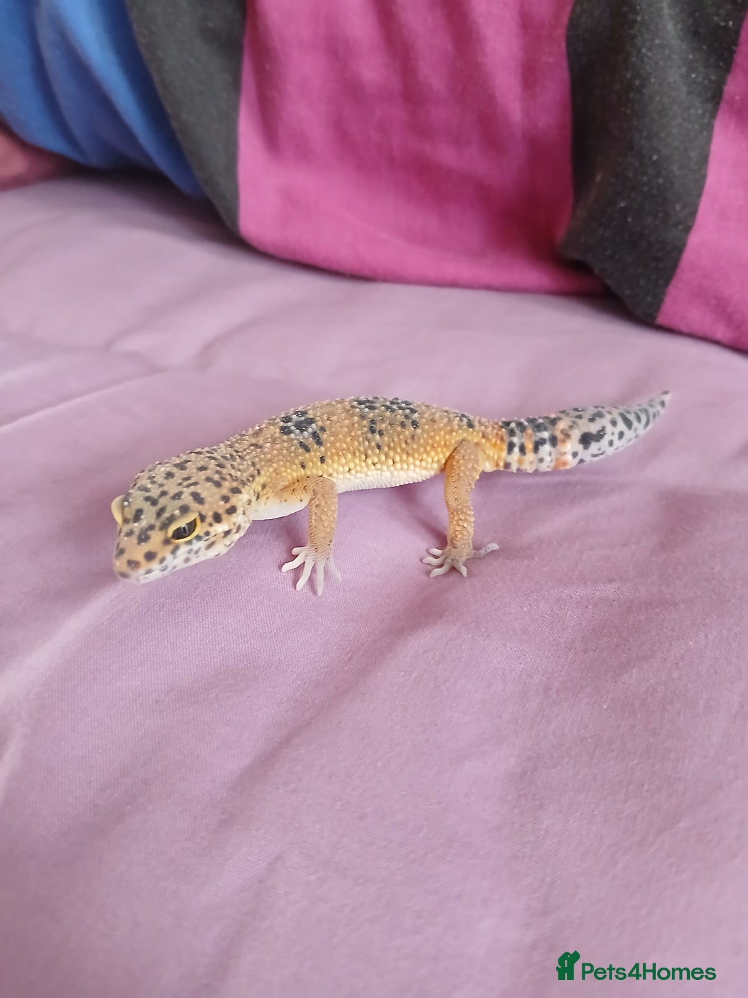 Leopard Gecko reptiles for sale: Baby's leopard geckos  in Rochester - Image 15