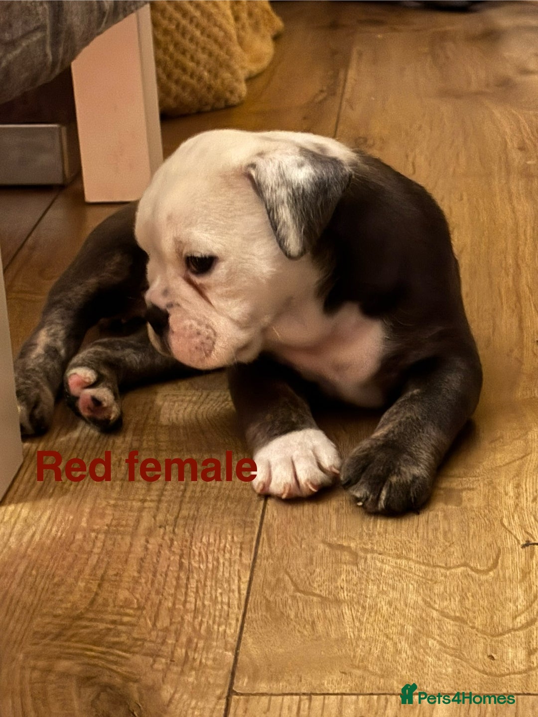 Olde English Bulldogge dogs for sale: Olde English bulldogs puppies  - Image 15