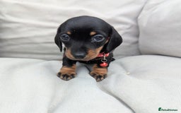 Miniature Dachshund dogs for sale: KC Registered miniature Dachshund Puppies - Image 10