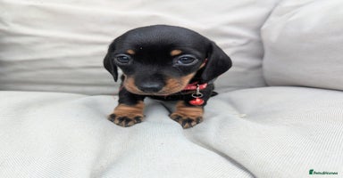 Miniature Dachshund dogs - Advert 4