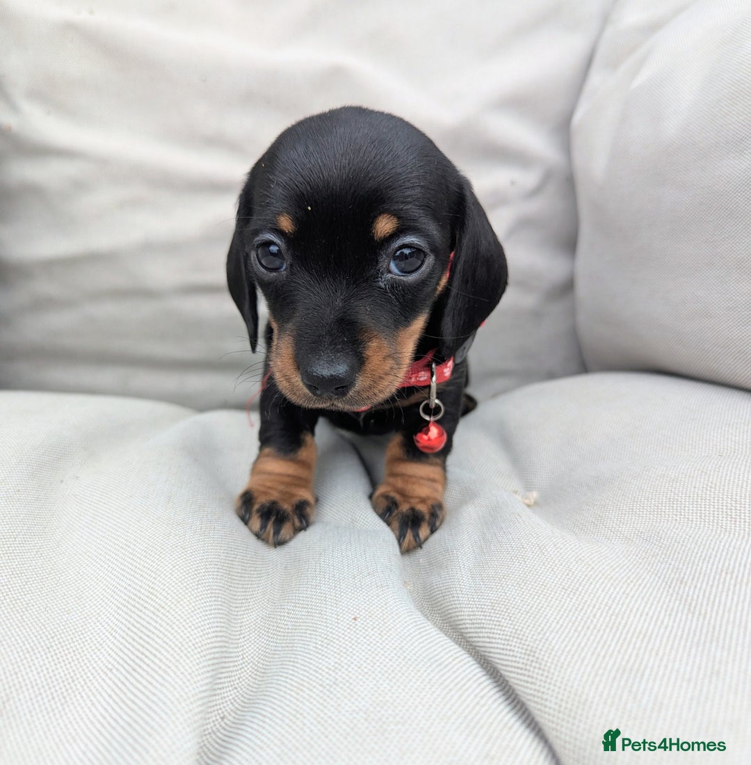 Miniature Dachshund dogs for sale: KC Registered miniature Dachshund Puppies - Image 10