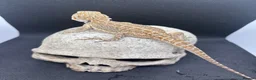 Bearded Dragon reptiles for sale: Spectacular baby dragons ready now  - Advert 4
