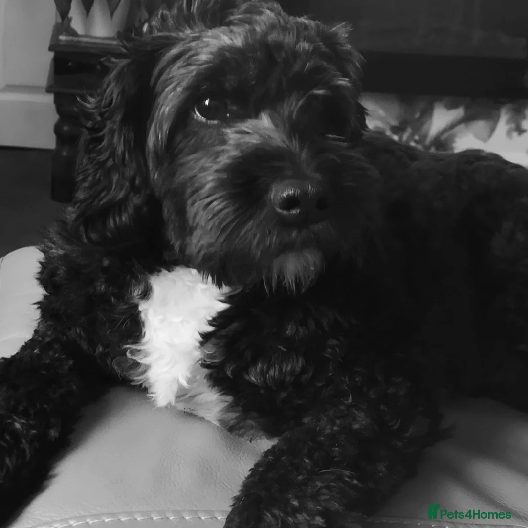 Mixed Breed dogs for adoption: Excellent home required  - Advert 1