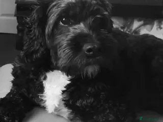 Mixed Breed dogs Excellent home required - Advert 1