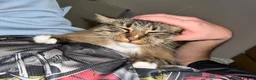 British Longhair cats for sale: Loving 6 year old male cat - Advert 6