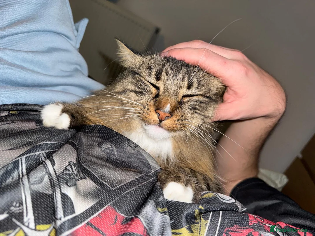 British Longhair cats for sale: Loving 6 year old male cat - Advert 6