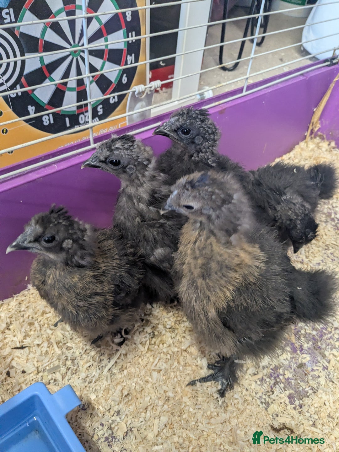 Chickens poultry for sale: Unsexed silkie chicks - Advert 2