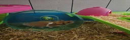 Hamster rodents for sale: Syrian Hamster - Advert 12