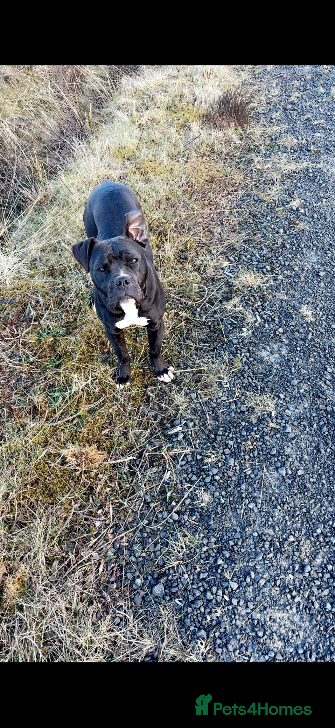 American Bulldog dogs for sale: American bulldog  - Advert 3