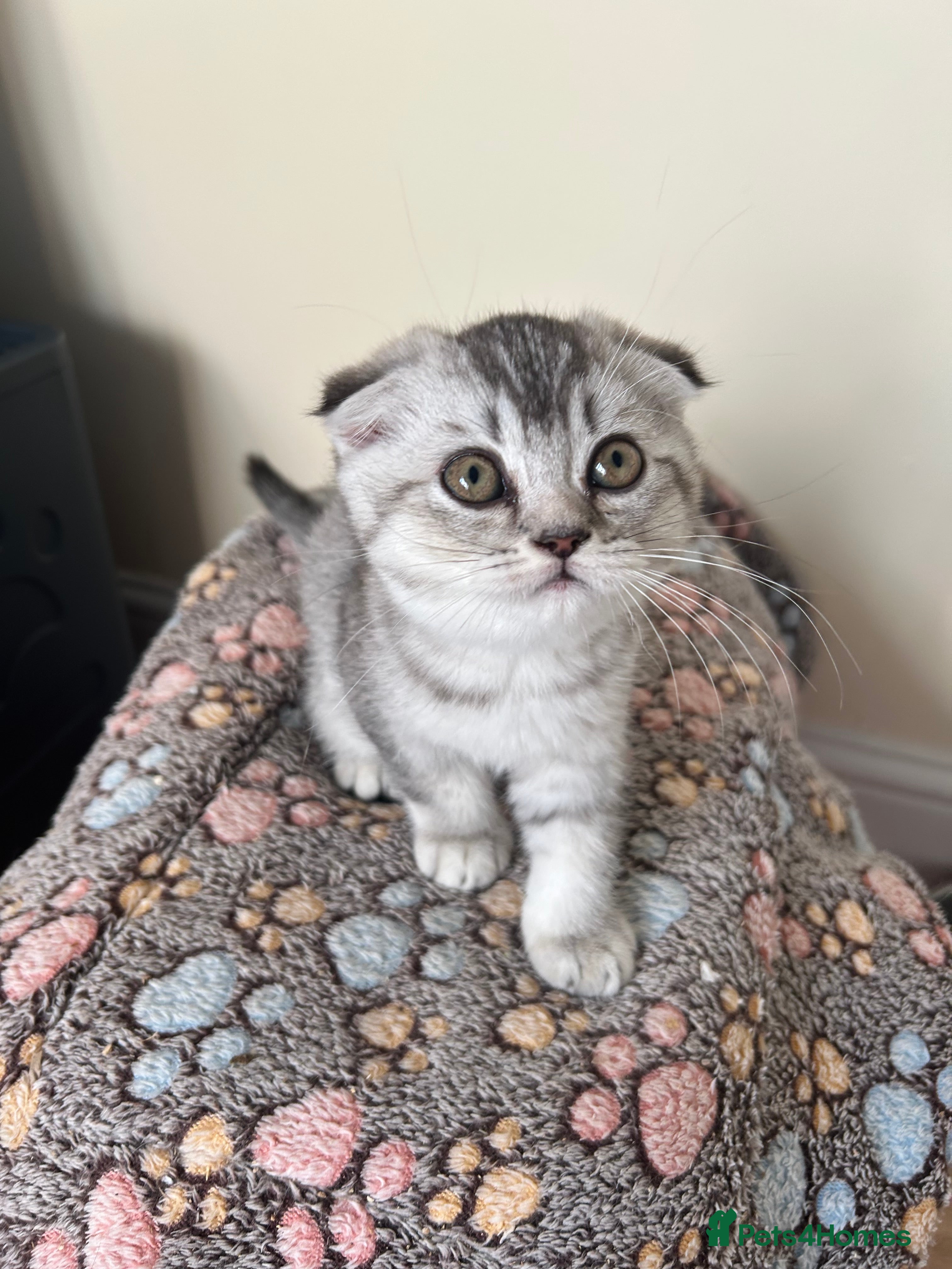 Mixed Breed cats READY NOW SCOTTISH FOLD X BRITISH SHORTHAIR - Advert 2