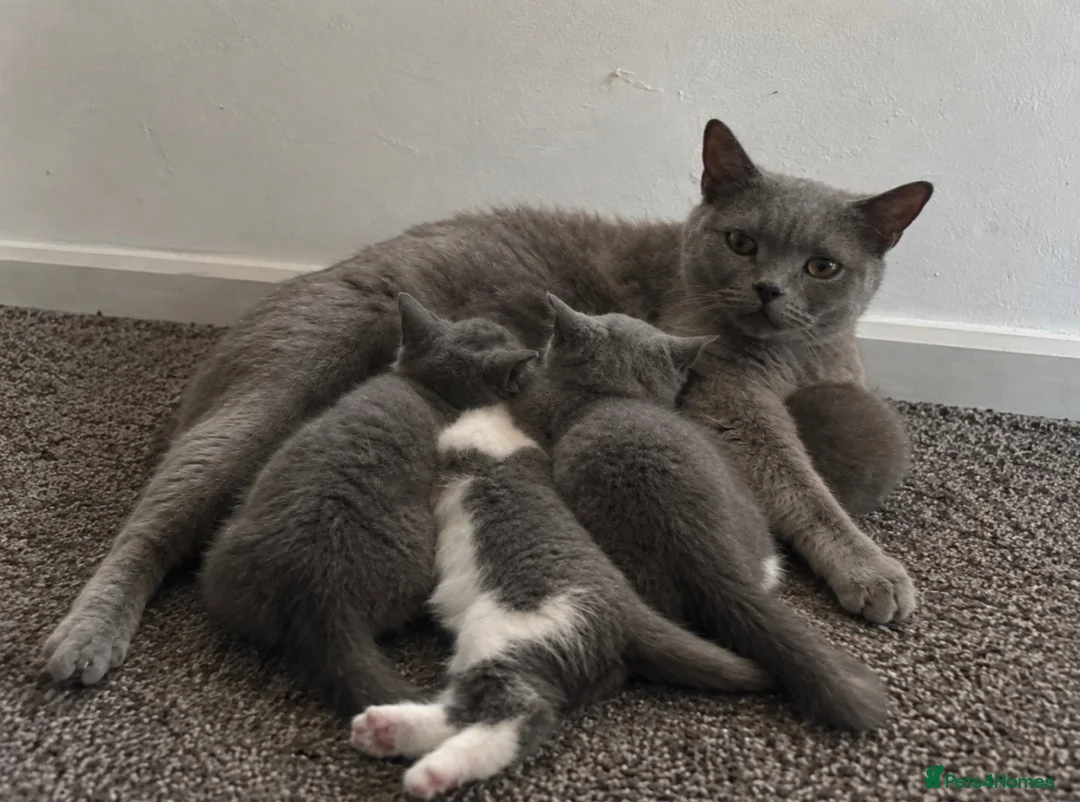 British Shorthair cats for sale: British short hair kittens - Advert 1