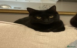 Domestic Shorthair cats for sale: Olive - Small black female cat - Image 1