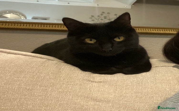 Domestic Shorthair cats - Advert 1