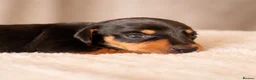 Miniature Dachshund dogs for sale: Licensed. Min smooth, kc/pra clear ready 25/5  - Advert 37