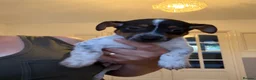 Jack Russell dogs for sale: Jack Russell puppies - Advert 4