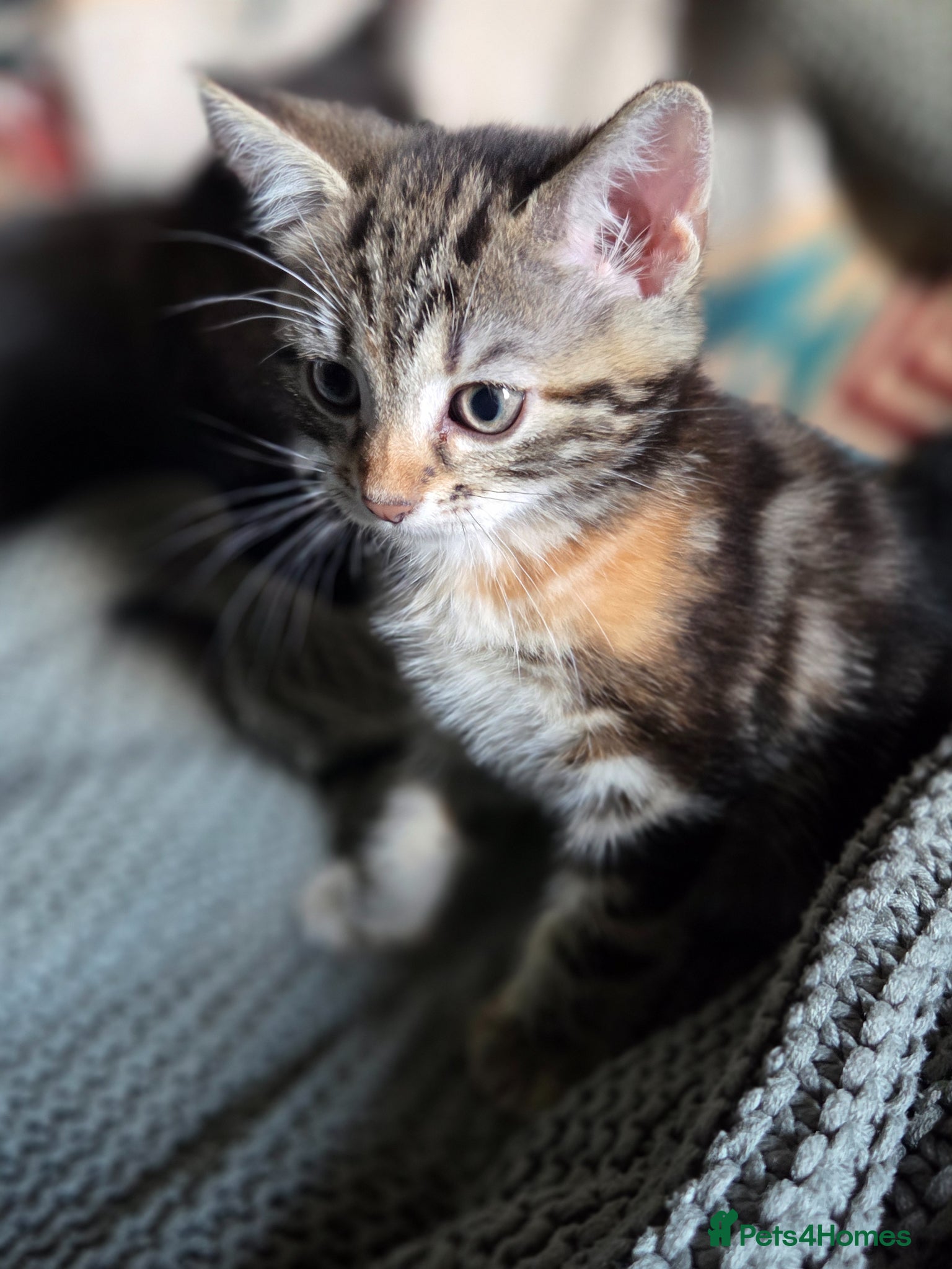 Mixed Breed Kitten 3