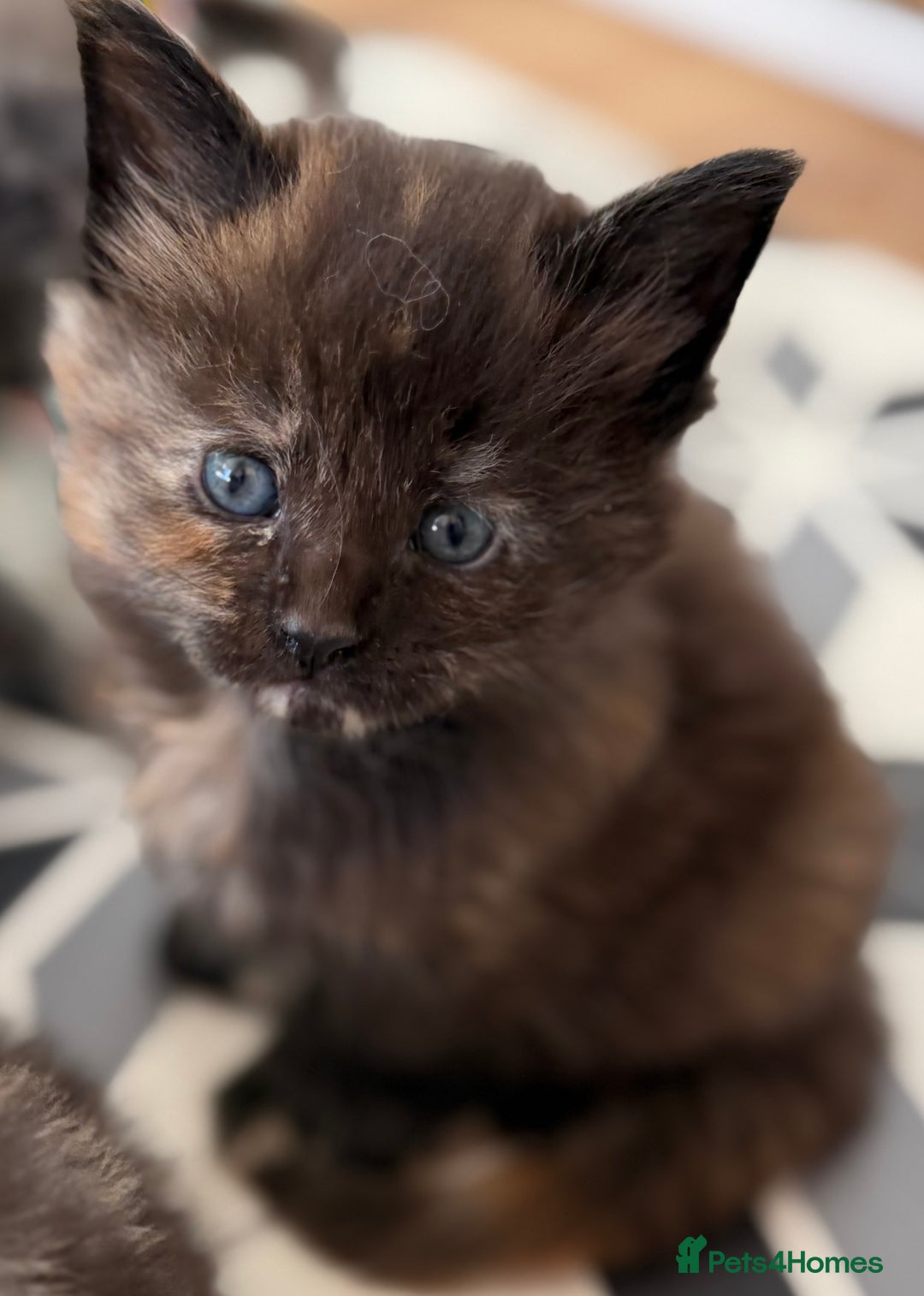 Maine Coon cats for sale: TICA REGISTERED MAINE COON KITTENS - Advert 21