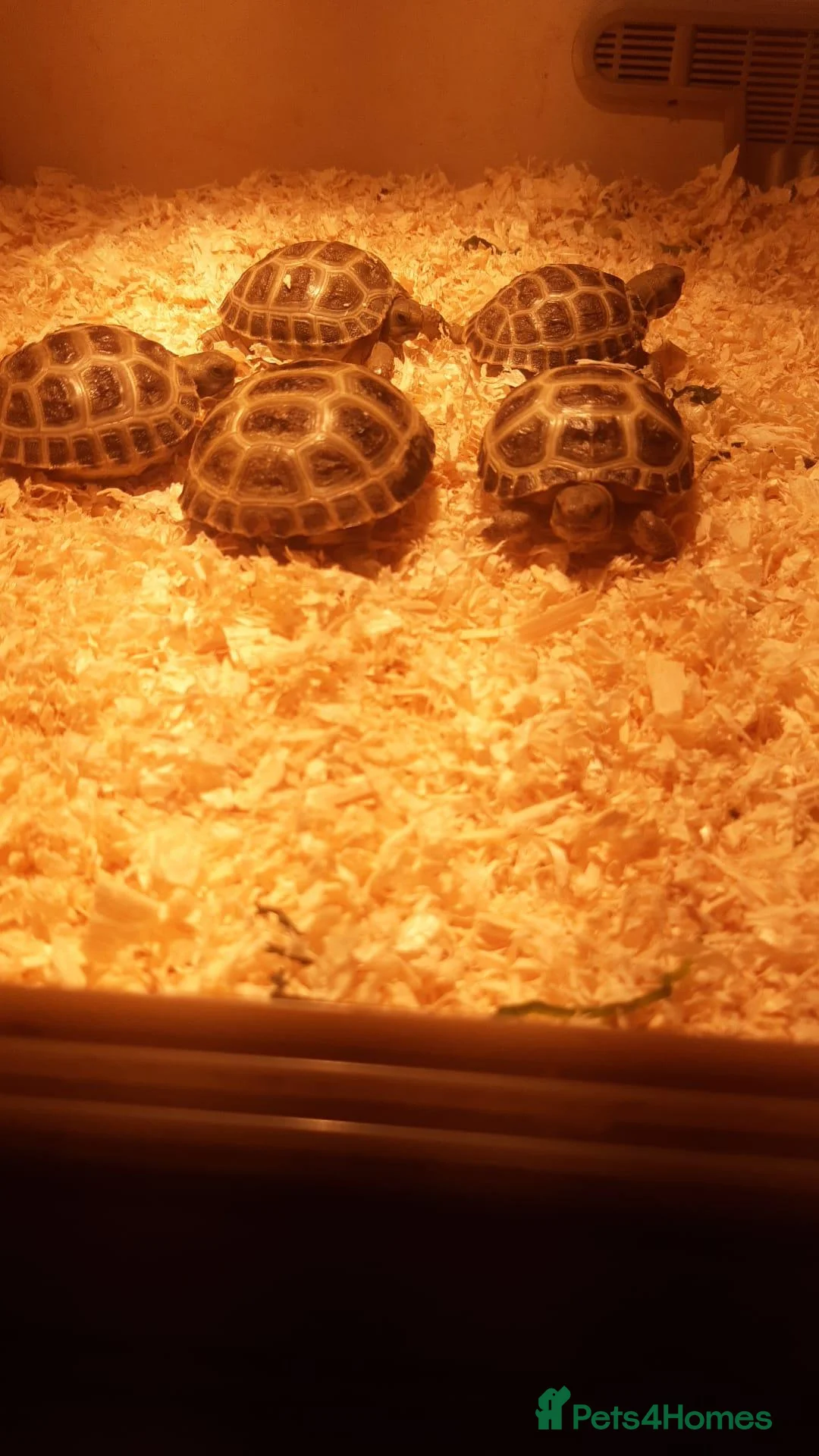 Tortoise reptiles for sale: Horsefield tortoises  in Wolverhampton - Advert 3