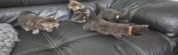 Mixed Breed cats for sale: Bengal cross kittens  - Advert 5