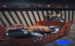 Labradoodle dogs for sale: Adorable Minuature labradoodle puppies - Image 3