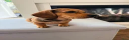 Chiweenie dogs for sale: 5 beautiful mini dachshund x chihuahua puppies - Advert 1
