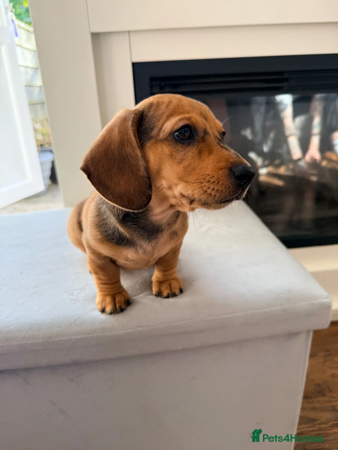 Chiweenie dogs for sale: 5 beautiful mini dachshund x chihuahua puppies - Advert 1