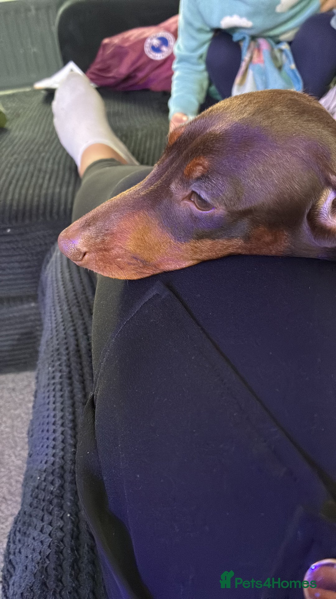 Miniature Dachshund dogs for sale: Miniature dashhound  - Advert 3