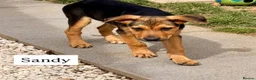 Mixed Breed dogs for sale:  Stunning Rottweiler × German Shepherd Puppies - Advert 9