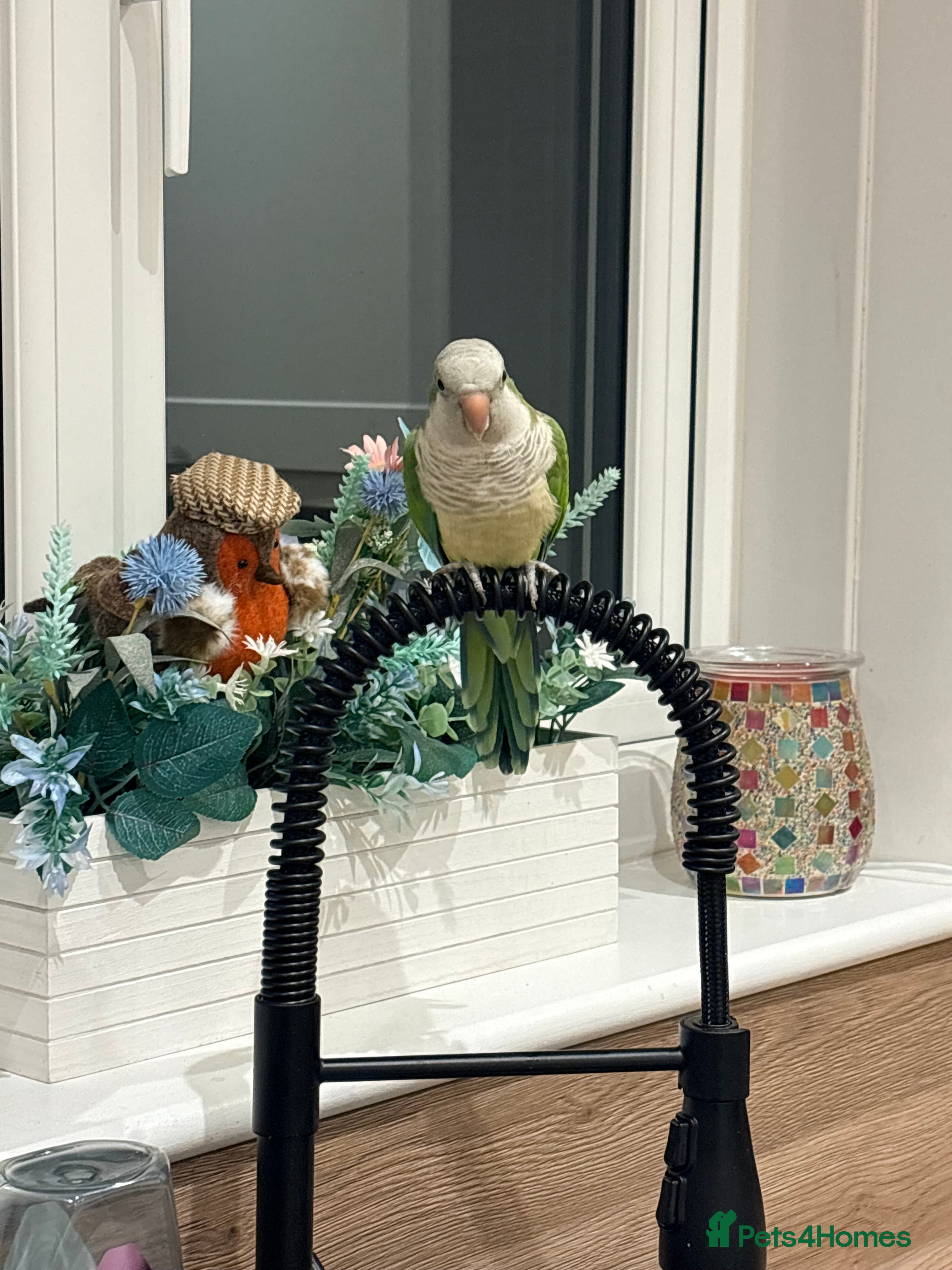 Parrots birds Male Quaker Parrot - Advert 1