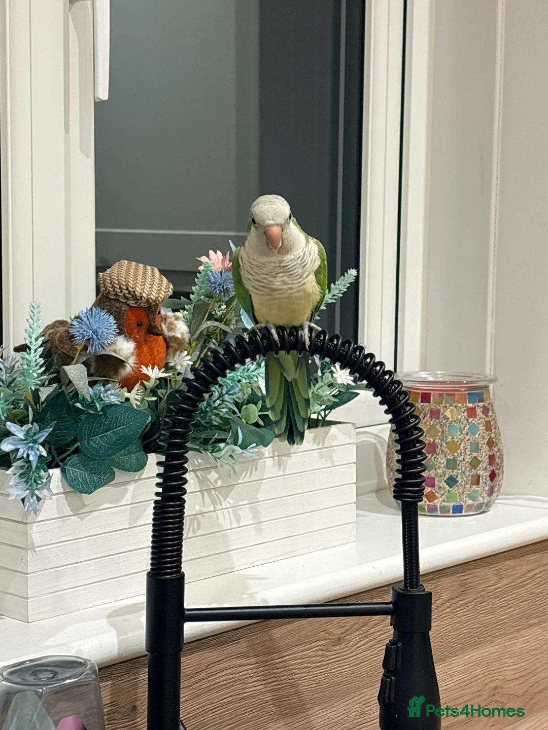 Parrots birds for sale: Male Quaker Parrot - Advert 1