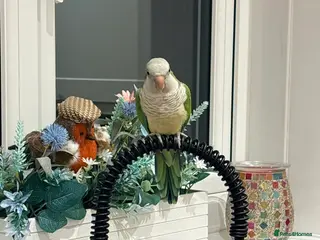 Parrots birds Male Quaker Parrot - Advert 1