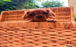 Cavalier King Charles Spaniel dogs for sale: Quality KC Health Tested Ruby CKCS Pups For  Sale - Image 9