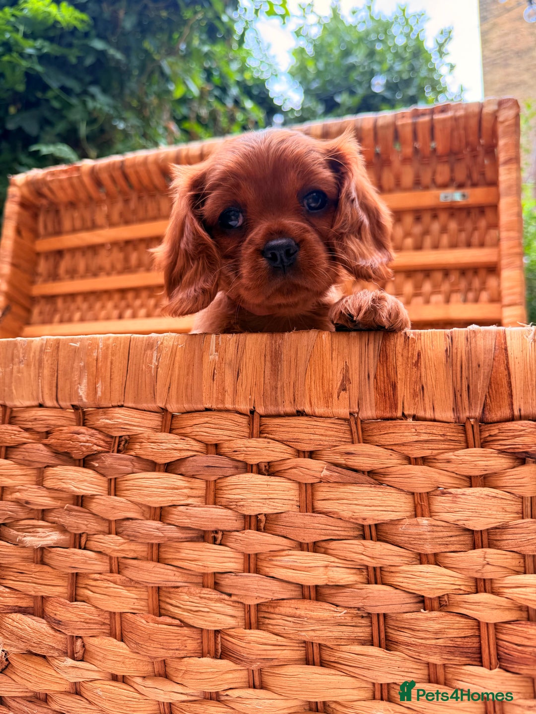 Cavalier King Charles Spaniel dogs for sale: Quality KC Health Tested Ruby CKCS Pups For  Sale - Image 9