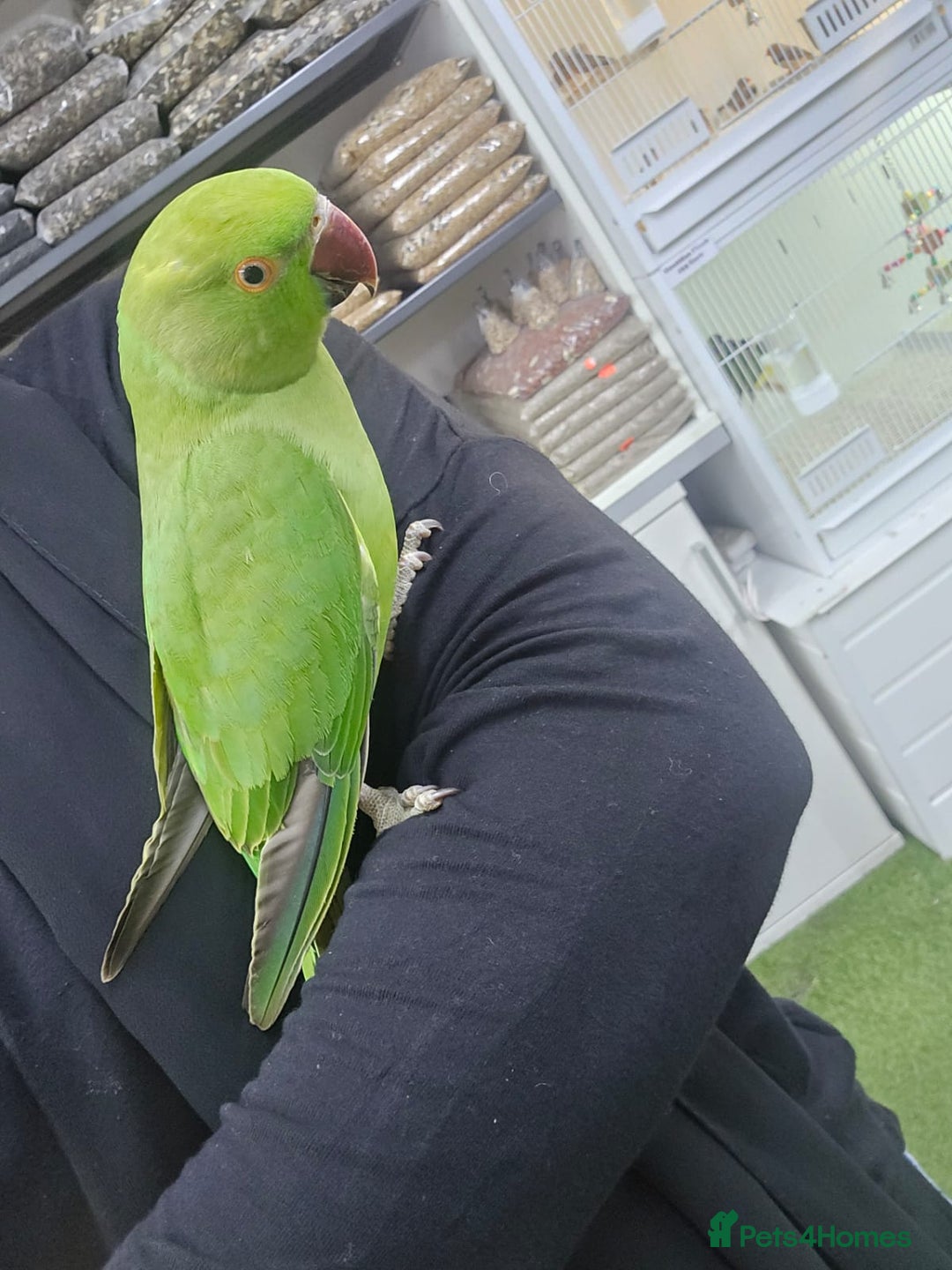 Ringnecks birds for sale: Green ringneck  - Advert 2