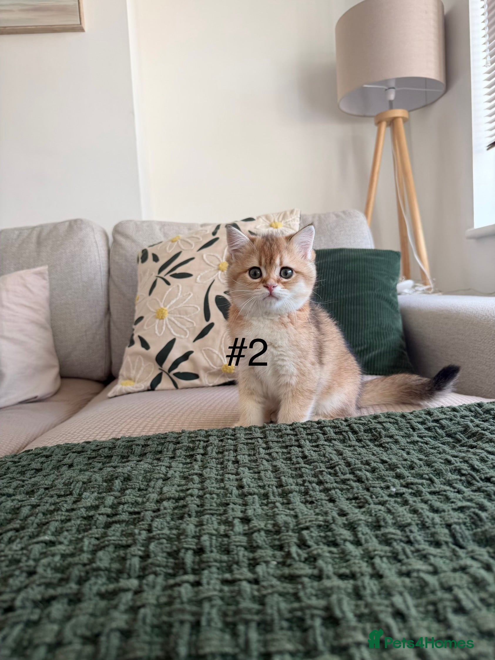 Scottish Fold cats Scottish Kittens – Ready for New Homes - Advert 1