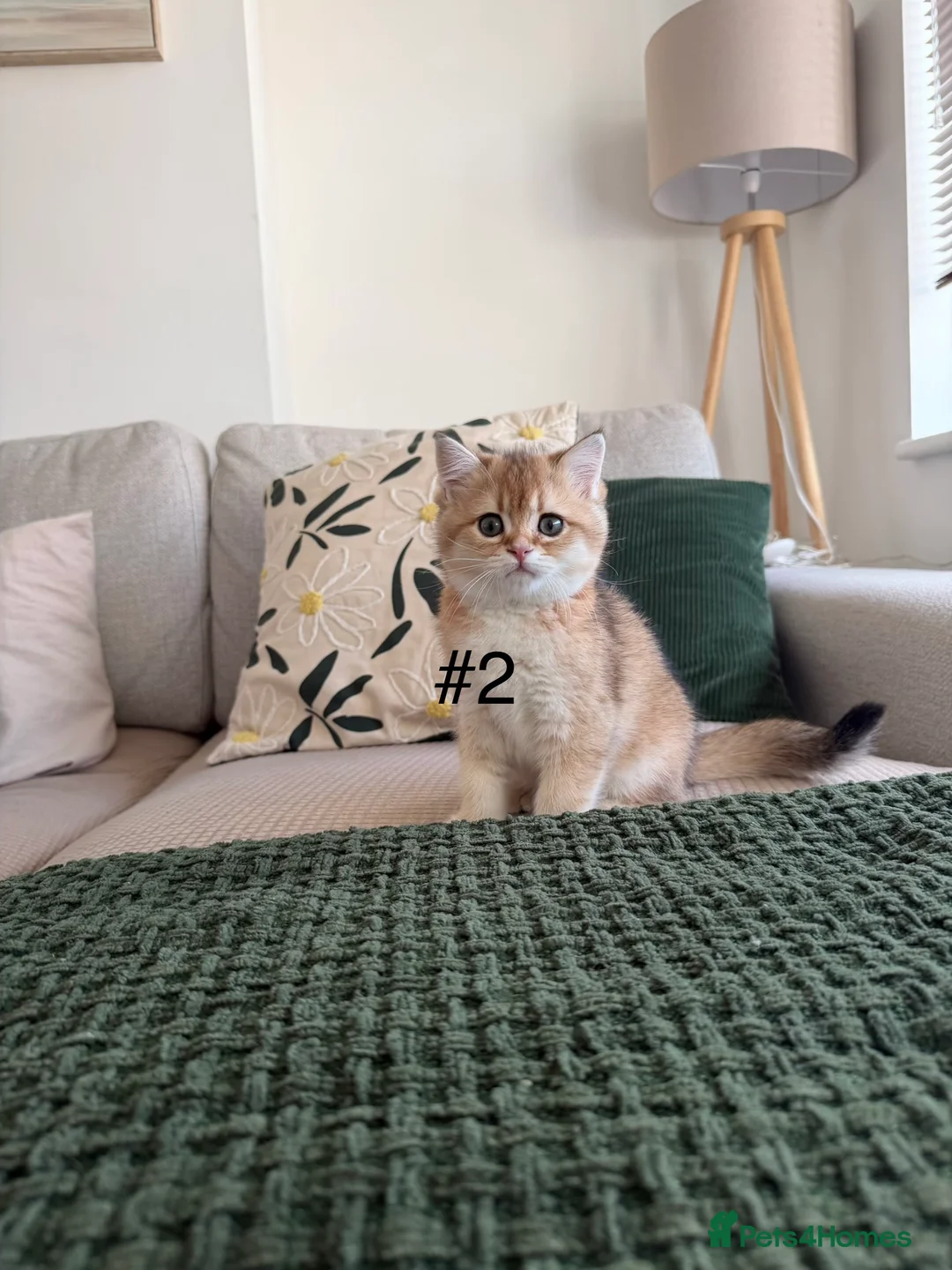 Scottish Fold cats for sale: Scottish Kittens – Ready for New Homes - Advert 1