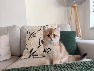 Scottish Fold cats Scottish Kittens – Ready for New Homes - Advert 1