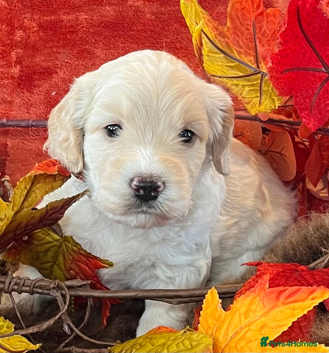 Cockapoo dogs for sale: Stunning F1 Cockapoos  - Advert 2