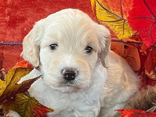 Cockapoo dogs Stunning F1 Cockapoos - Advert 2