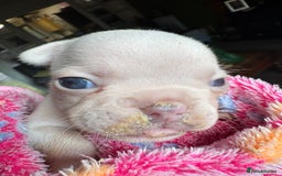 French Bulldog dogs for sale: Adorable French Bulldogs - Image 7