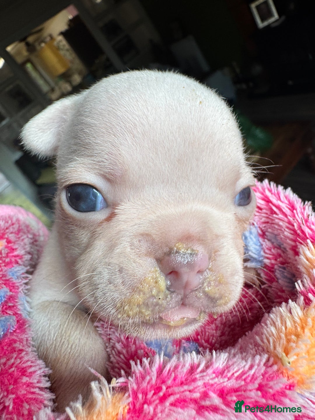 French Bulldog dogs for sale: Adorable French Bulldogs - Image 7