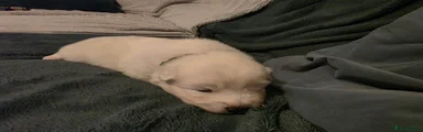 Samoyed 2